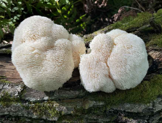 Organic Lion's Mane 50:50 Wellness 30ct Capsules